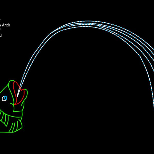 SQUIRTING FISH ARCH (animated)