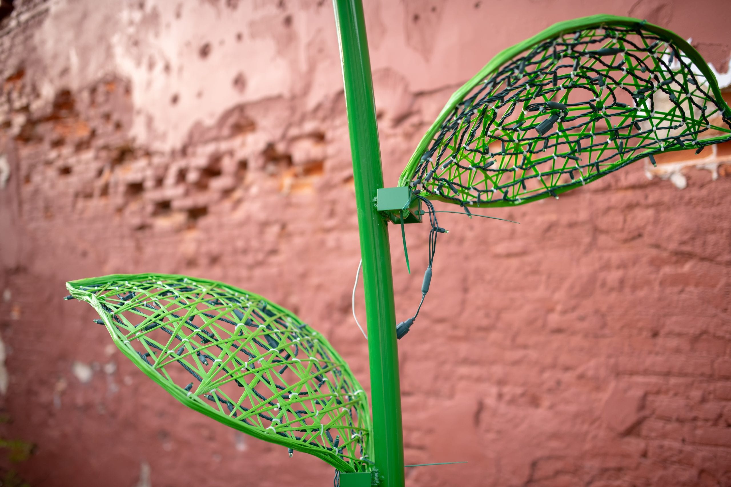 Large Daisy - Image 2