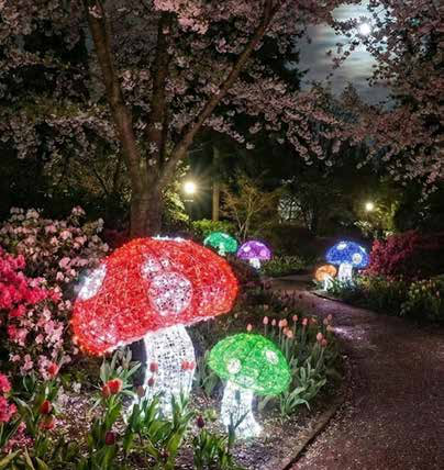3' 3D Mushrooms