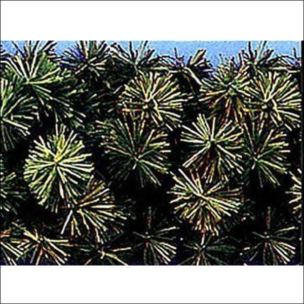 2 Tone Natural - Garland (By the Foot)