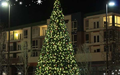 Commercial Tree Sizing Guide: How to Choose the Right Tree Height for Your Space