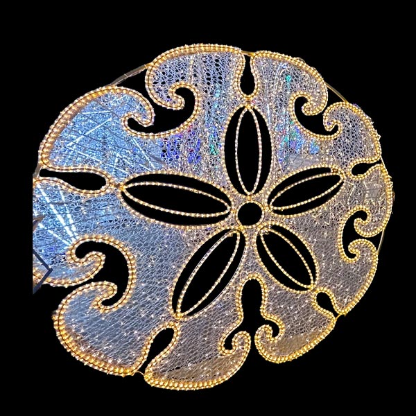 Sand Dollar Photo Op