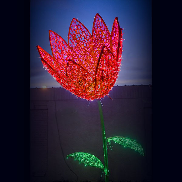 Large Red Tulip